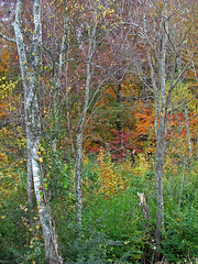 Autumn in Alabama