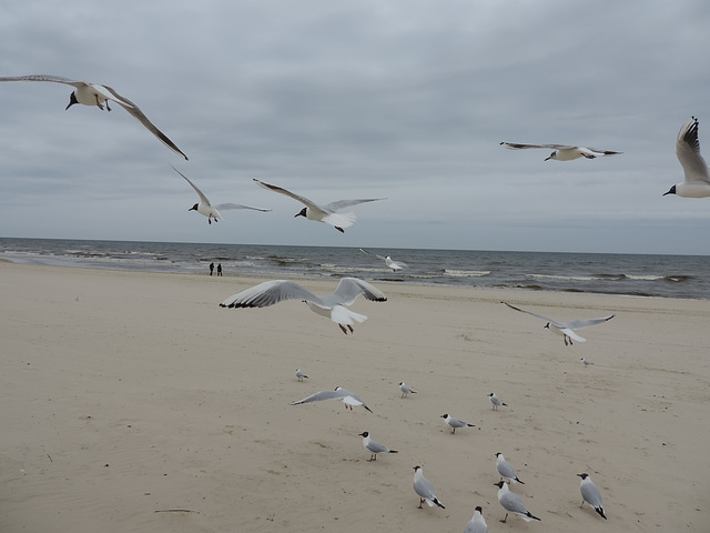 Heringsdorf - Strandspaziergang