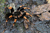 Brachypelma smithi