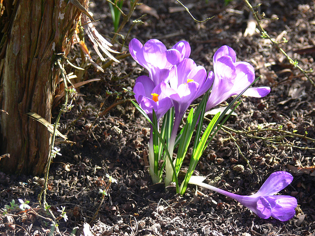 Krokusse