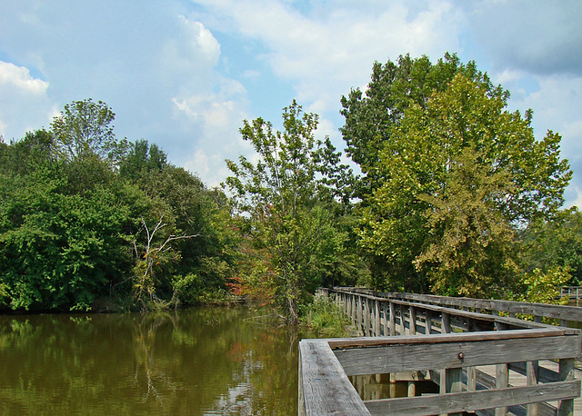 Wetland scene