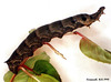 1991 Deilephila elpenor (Elephant Hawkmoth)