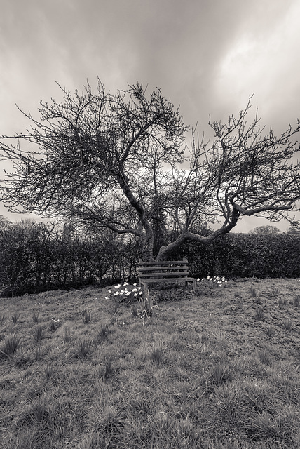 Bank - Glastonbury Abbey - 20140322