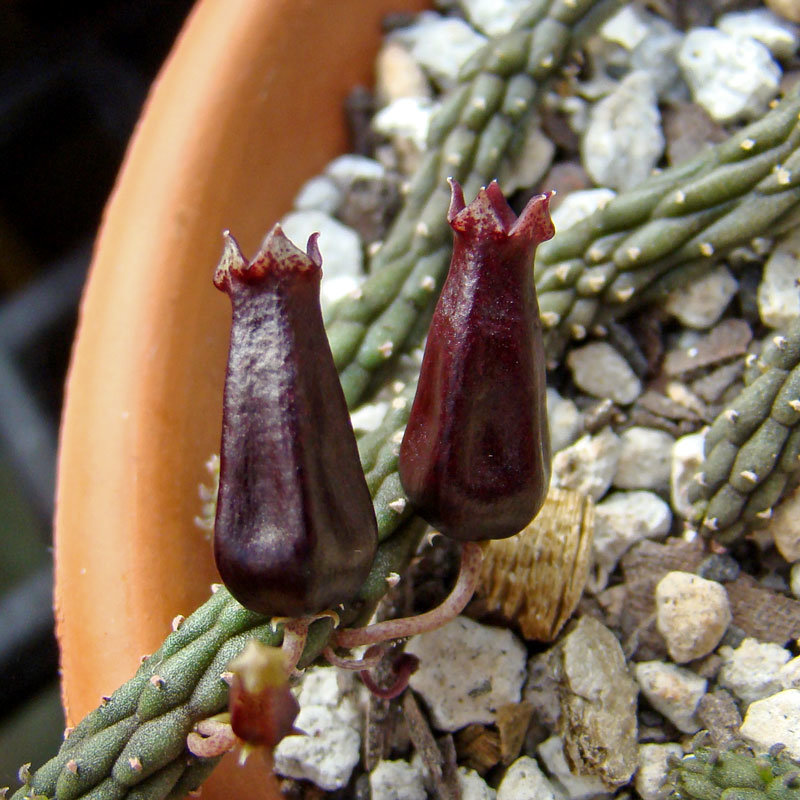 Echidnopsis squamulata flower