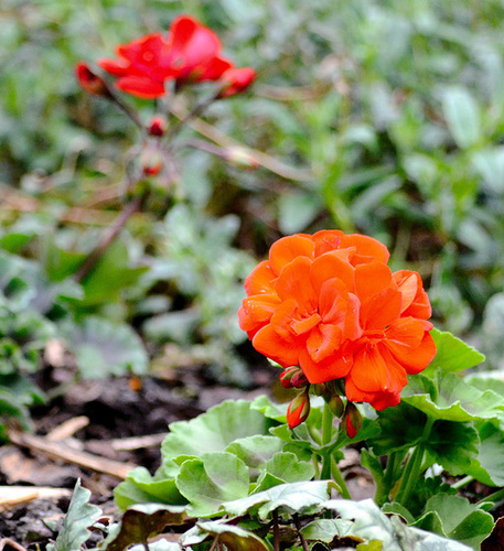 DSC_0037a Geranium in red