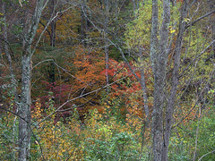 My woods in fall