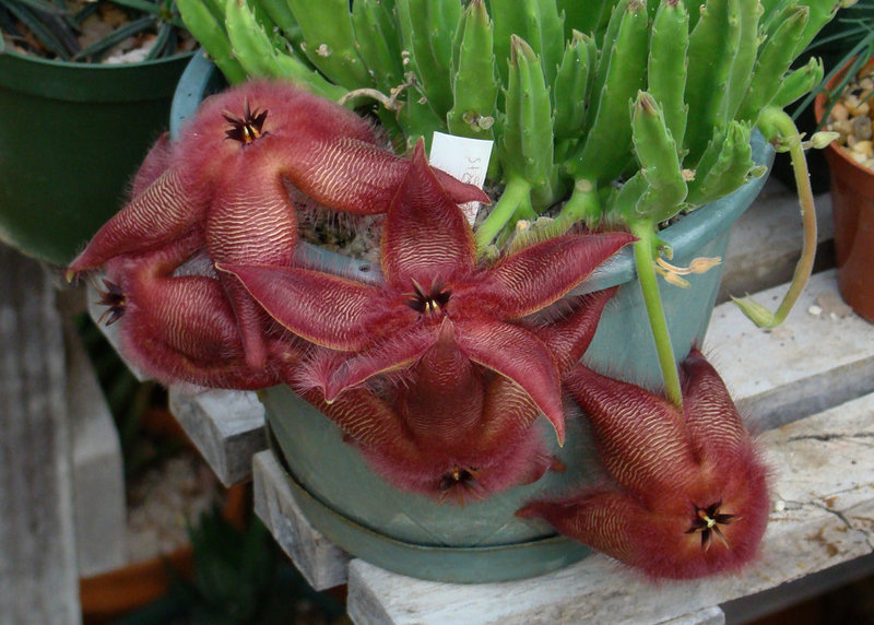 Stapelia hirsuta flowers in profusion