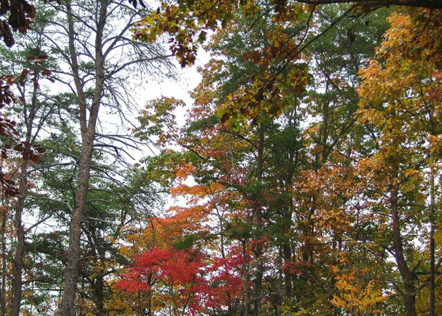 Buck's Pocket in fall