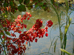 Red leaves in fall