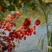 Red leaves in fall