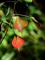 Leaves - Tapestry of red and green