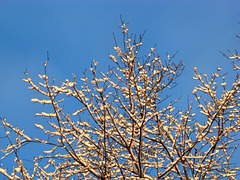 Snow in the treetop