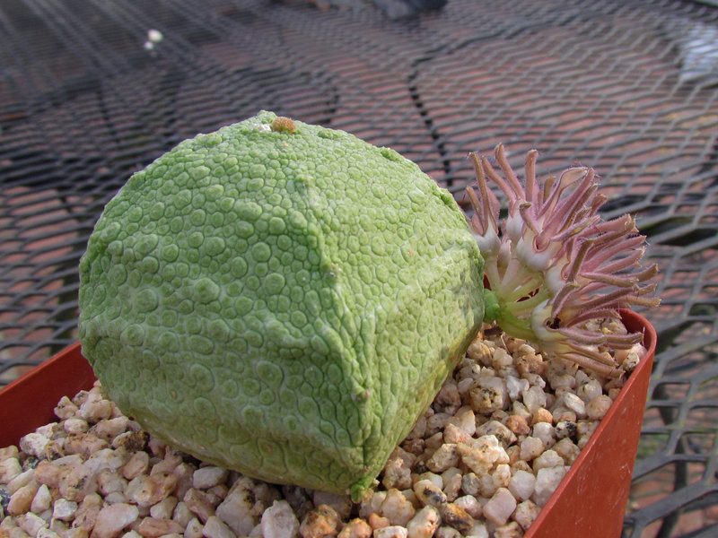 Pseudolithos cubiformis flowers #1