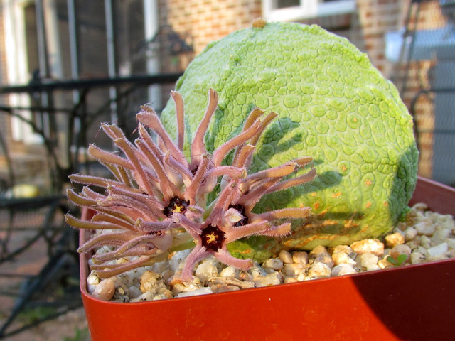 Pseudolithos cubiformis flowers  #2