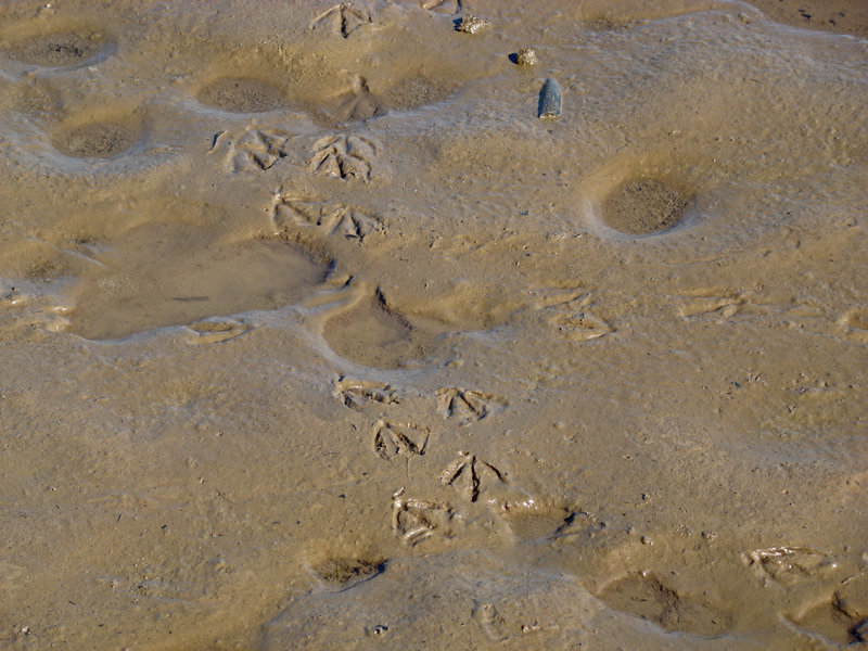 Footprints in the muck