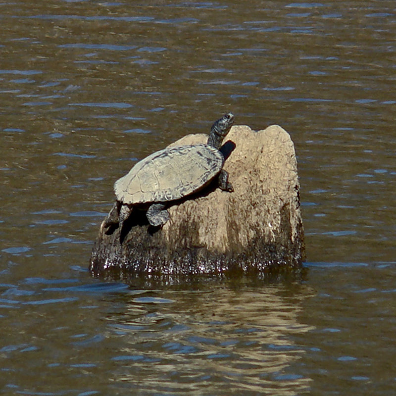 Basking turtle