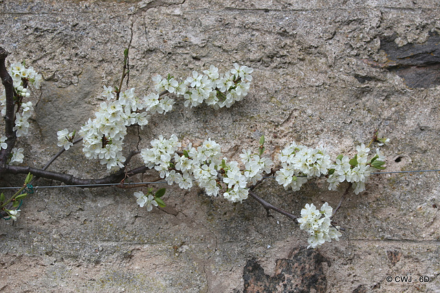 The Espaliered Victoria Plums in bloom