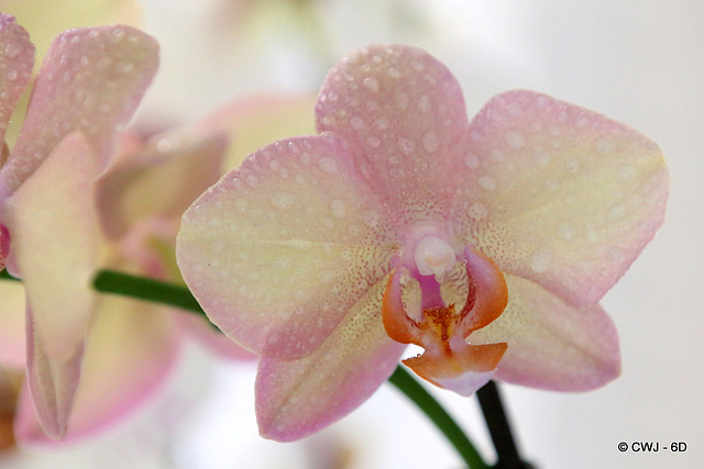 Orchid shower