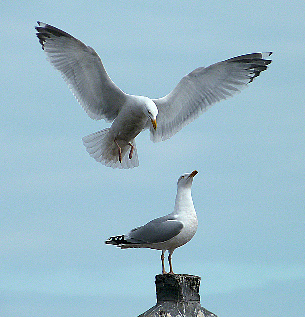 GMP Birds 120 GMP Birds 120