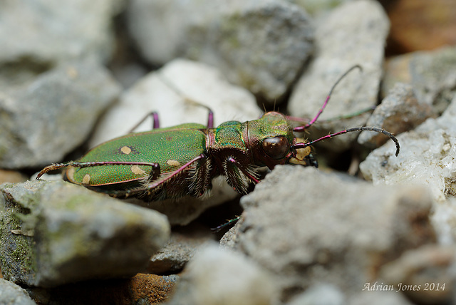 Green Tiger Beetle ( Cicindela campestris )