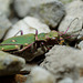 Green Tiger Beetle ( Cicindela campestris )