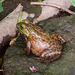 Toad or Frog