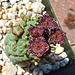 Tricocaulon cactiformae flowers