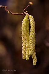 Hazel Catkins