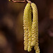 Hazel Catkins