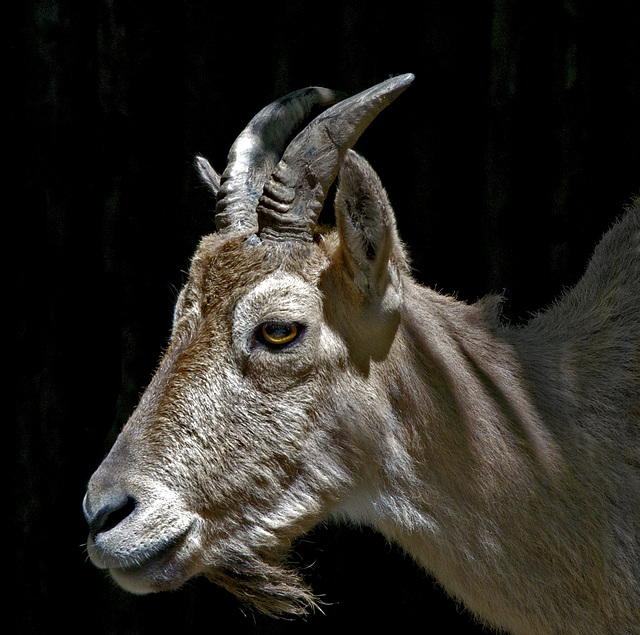 Himalaya Tahr (on black)