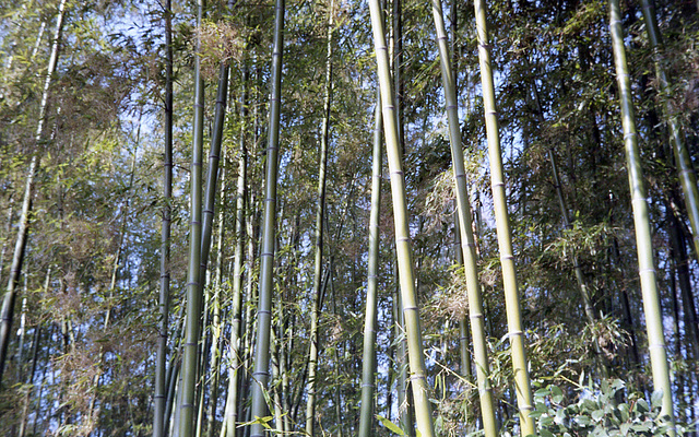 Bamboo forest_3