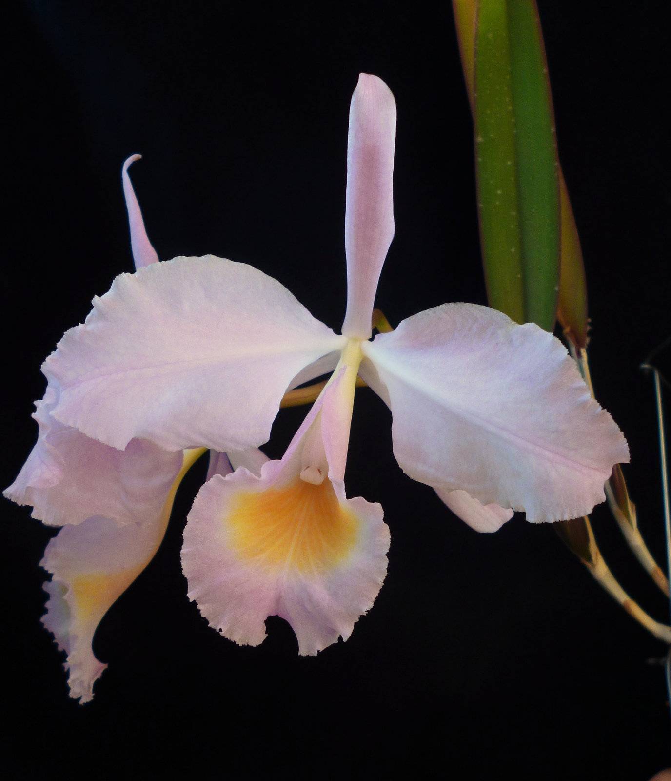 Cattleya trianae concolor