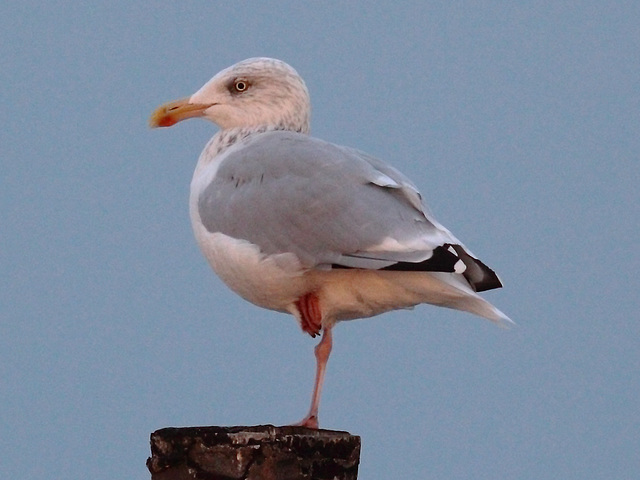 Night gull (2) Night gull (2)