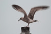 Night gull (1)