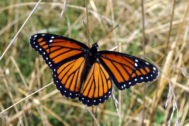 Limenitis archippus archippus