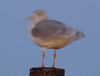 Ghost gull