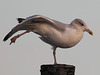 Seagull yoga