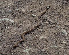 Western Diamondback Rattlesnake