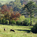 Pastoral Scene