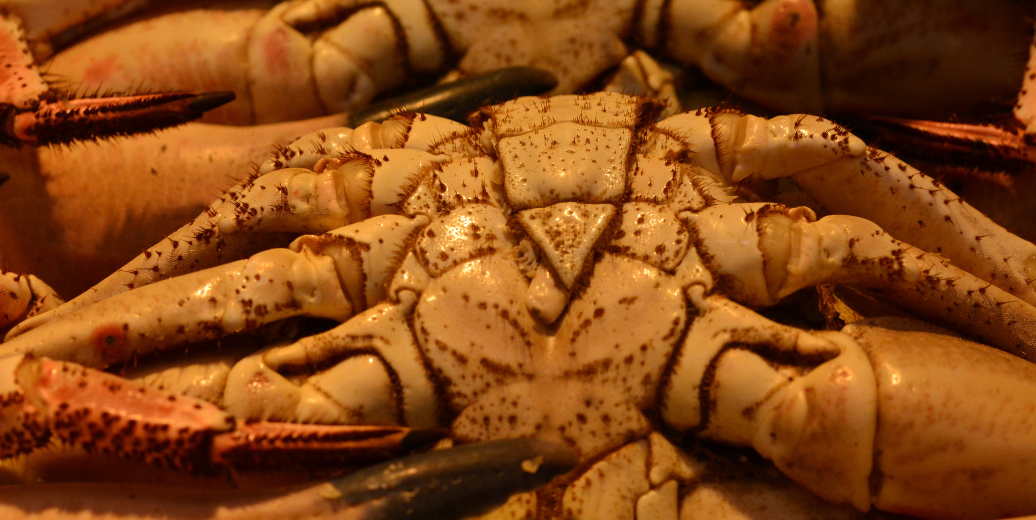 Crab