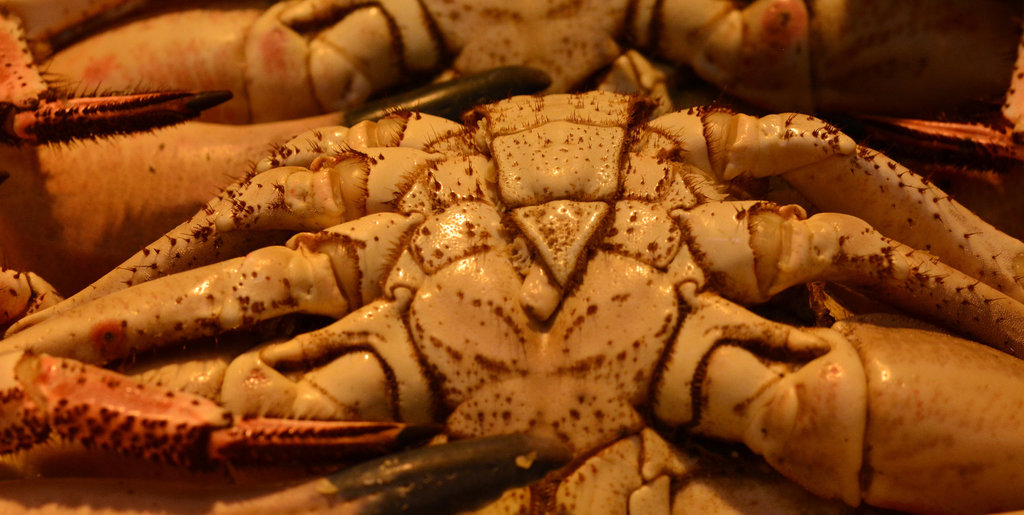 Crab