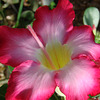 Adenium obesum flower