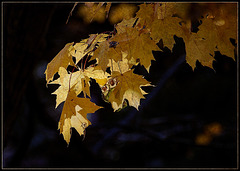 Autumn Leaves