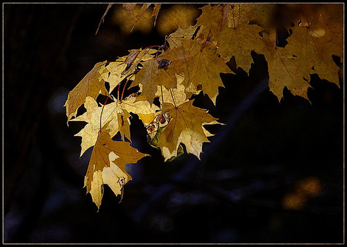 Autumn Leaves