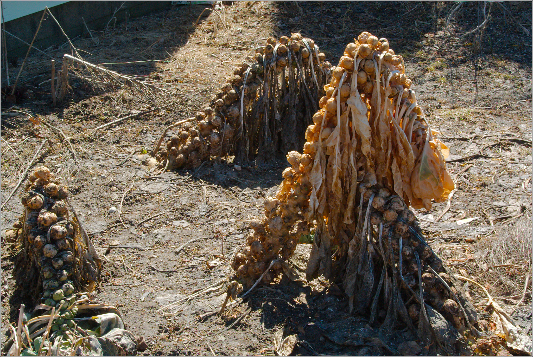 The Lost Brussels Sprouts Crop