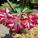 Adenium 'Harry Potter'