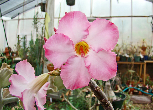 Adenium Arabicum