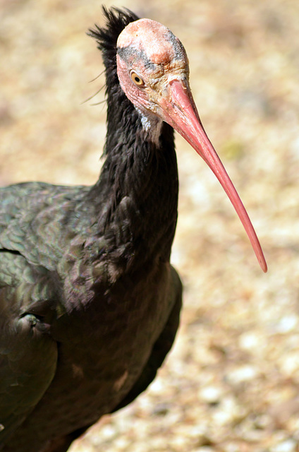 DSC_0427b Ibis