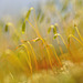 Moos im Sonnenlicht / moss in the sunlight
