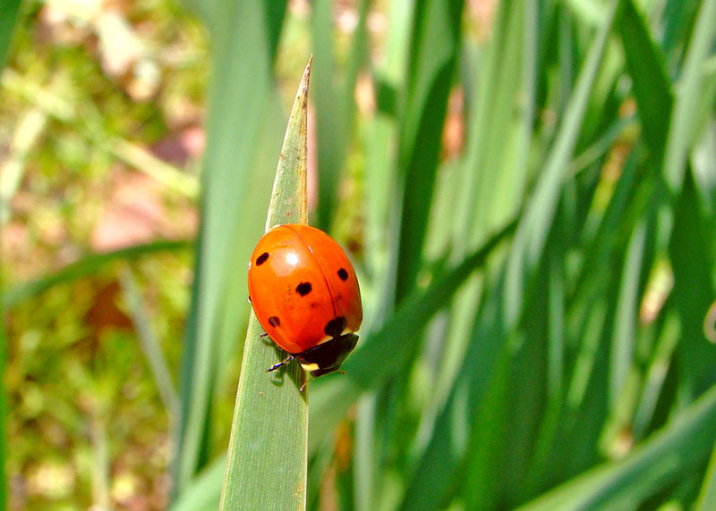 Lady Bug